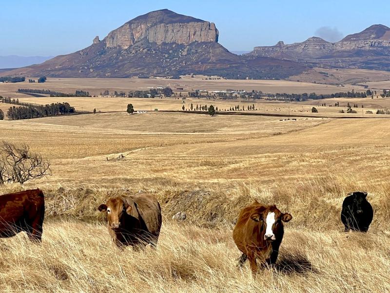0 Bedroom Property for Sale in Harrismith Free State